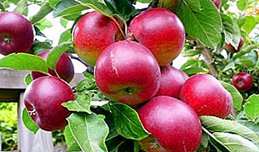 Các giống táo mùa thu tốt nhất cho dải giữa