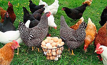 De beste kippenrassen om thuis te fokken. De belangrijkste nuances van groei en verzorging