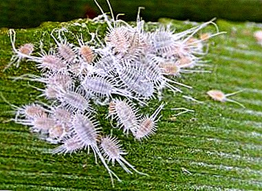 The best drugs for mealybugs: "Fitoverm", "Aktara" and others. Causes and prevention of pests