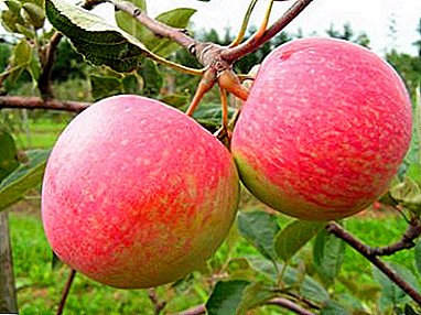 The best winter varieties of apple trees for central Russia and care for them
