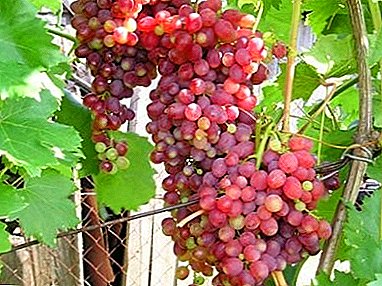 De beste druiven zonder been "Kishmish Radiant"
