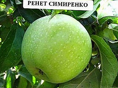 The best among green apples - grade Renet Simirenko