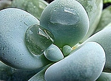 "Moonstone" på vinduskarmer - pachyphytum