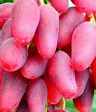 من السهل أن تنمو وغير عادية على ما يبدو - العنب طاولة Dubovsky الوردي