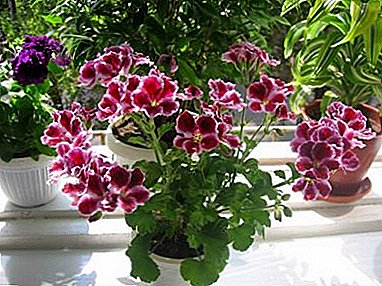 Favorite soil for room geraniums: cook yourself or choose in the store