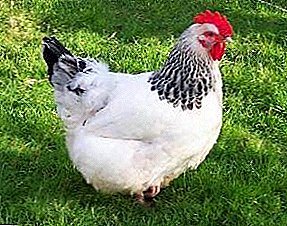 Favorit petani domestik adalah Adler Silver Hens