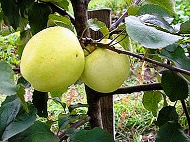 Favorite gardeners - early ripe variety of apple trees "People"!