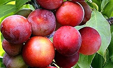 The favorite of many gardeners, plum with an absolutely pure taste - the variety "Xenia"