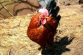 Favorite by many breeders chickens breed Dwarf Velzumer