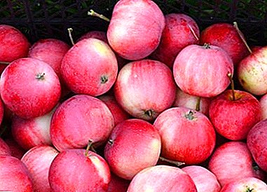 Омиљена и популарна сорта јабука Цхерисхед