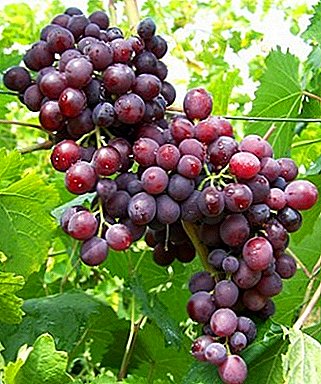 Любителски хибрид с карамелен аромат - грозде от мускат Новощински