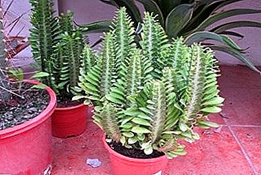 Μαδαγασκάρη επισκέπτη - Euphorbia Τριγωνικό (τριγωνικό)