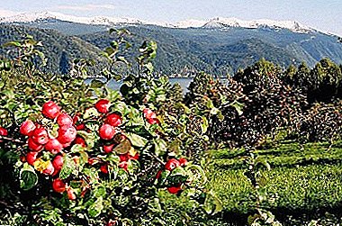 Kecil, tetapi pokok epal jauh Altai Crimson
