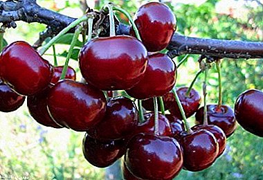 Little cherry with great potential - Tamaris variety
