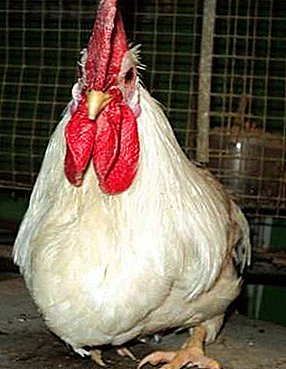 Pequeñas gallinas con gran potencial - Leggornas enanas