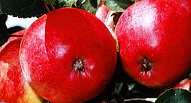 Drömmen för varje trädgårdsmästare är äppelträdet i Belfleur Bashkir