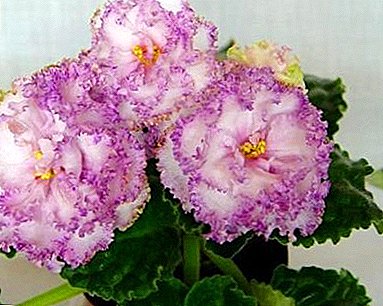 El sueño de todos los amantes de las flores hermosas e inusuales: Violet Fairy.