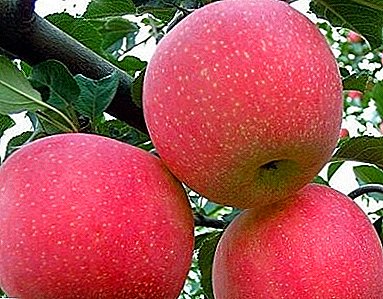 Honey aroma, beauty of the fruit and juicy taste - all these are Fuji apple trees