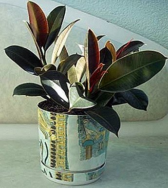 "Melanie" - one of the most popular types of rubber ficus