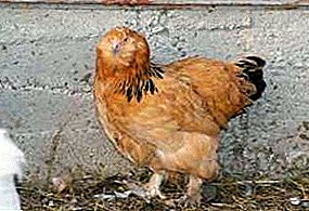 الدجاج جميل وإيجابي مع مشية مهمة - تولد Lohmonogaya Ushanka