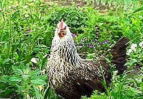 Lage kosten - uitstekend resultaat: Kotlyarevskaya-ras van kippen