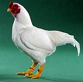Mye kjøtt med et minimum av fôr vil gi Cornish høner