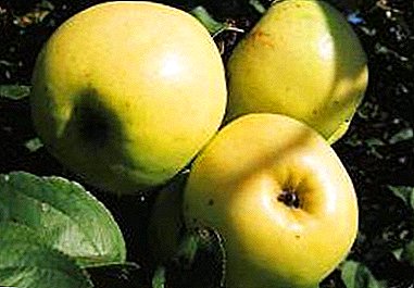 Veel genoemde appelboom "Arkad zomer", "geel" of "lang"