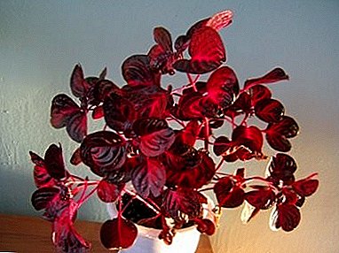 Vytrvalá kvetina "Irezine": foto a popis