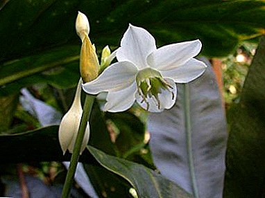 Staudeknollenpflanze Amazonische Lilie (Euharis): häusliche Pflege, Fotos, Umpflanzen und Reproduktion
