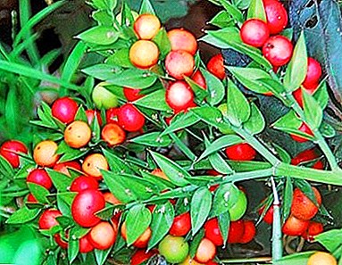 نبات دائم الخضرة من عائلة الهليون أو Lyleinykh - Iglitsa (Ruscus)