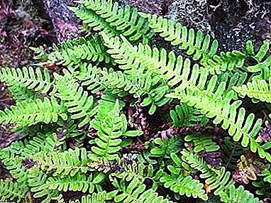 The centipede is not an insect, but a Polypodium fern: a photo and description