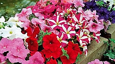 Variety of petunia hybrids. Rules of growing and caring for plants