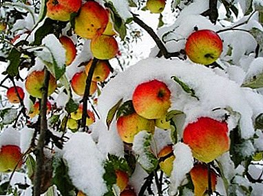 Verscheidenheid aan variëteiten van appelbomen voor groei in de Oeral: winter en vroege, kolomvormige en dwerg