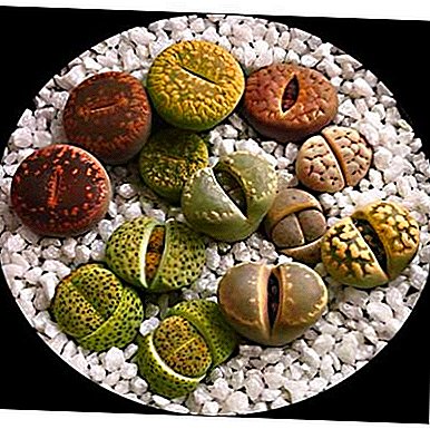 مجموعة متنوعة من "الحجارة الحية" أو أنواع من Lithops