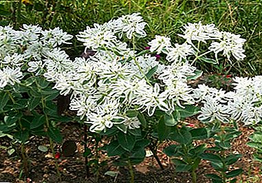 Euphorbia는 (Euphorbia marginata) - 당신의 정원에있는 씨앗에서 자라는 방법?