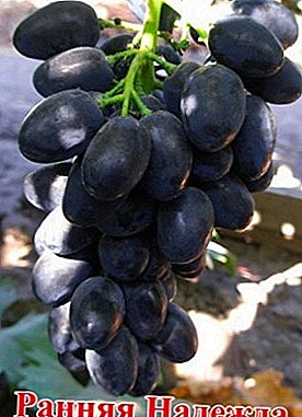 Young and very popular grape variety "Hope Early"