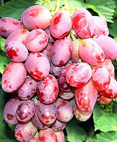 Young and promising variety - Libya grape
