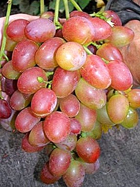 Young and promising variety - Parisian grape