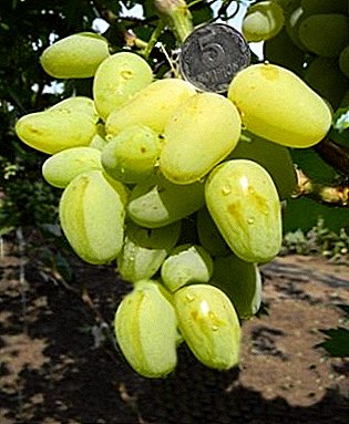 Young, but interesting "Gordey" - a super early hybrid grape variety