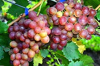 Young variety for those who like more sweet - Rosemus grapes