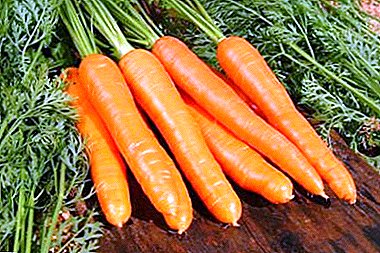 Carrots in storage for the winter: how to cut and properly prepare?