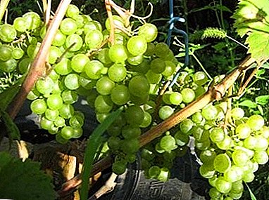 Frost-resistant and therapeutic grape "Beauty of the North"