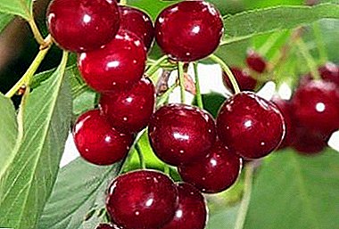 Frost-resistant and fruitful bush type of cherry Generous