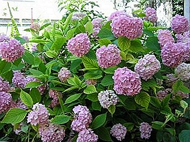 Vorstbestendige variëteit van hortensia met grote bladeren: planten en verzorgen, foto's en instructies voor beschutting voor de winter