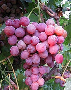 Frost-resistant grapes with excellent taste - Pink Flamingo
