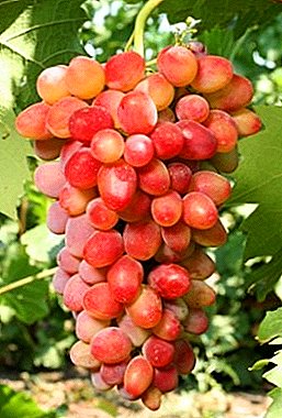Fagyálló, ellenlopos szőlő "Arched"