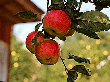 Jardim resistente à horta variedades de macieiras "Marina"
