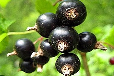 Frost-resistant grade of black currant of Bagheera