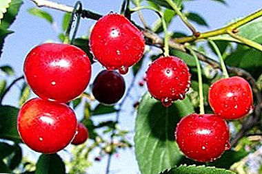 Frost-resistant variety, unpretentious in cultivation - Cherry Fairy