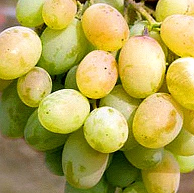 Frostbestandige druer Svetlana: Beskrivelse av sorten og bildene